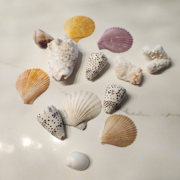 Hawaiian Driftwood, Shells and Seaglass Coastal Beach Craft Items - Picture 7 of 12